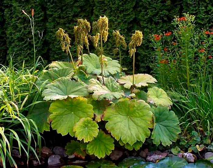 Astilboides - foto, cuidados, especie, descripción, reproducción