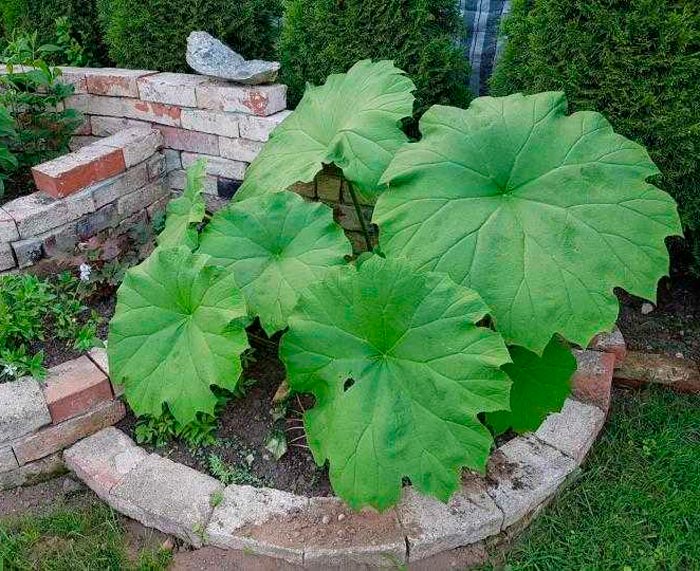 Astilboides - foto, cuidados, especie, descripción, reproducción