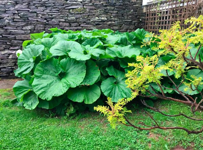 Astilboides - foto, cuidados, especie, descripción, reproducción