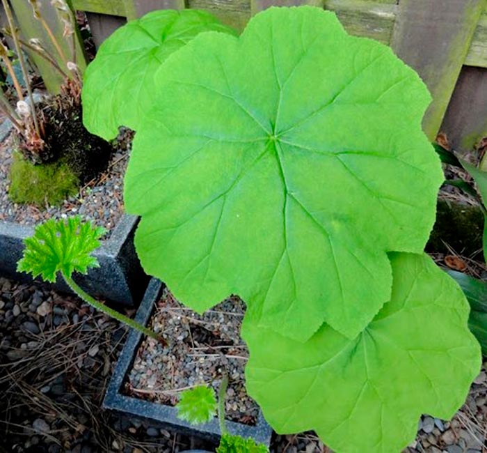 Astilboides - foto, cuidados, especie, descripción, reproducción