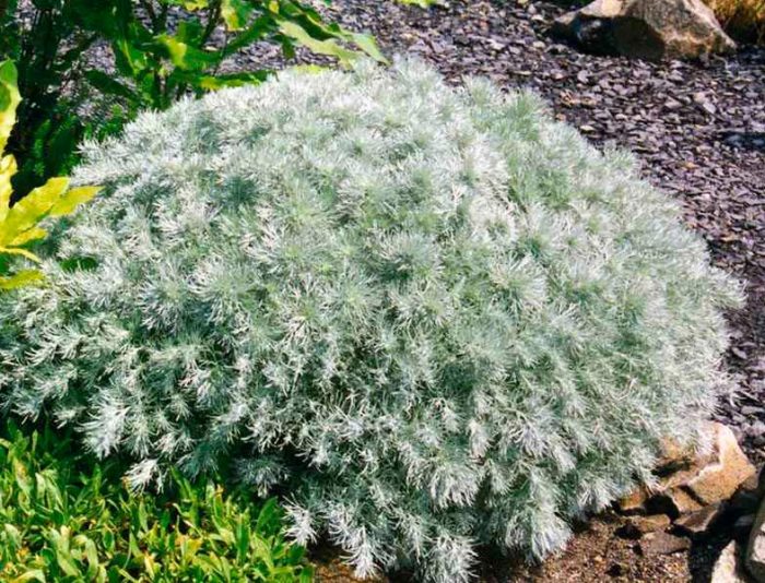 Artemisia schmidtii