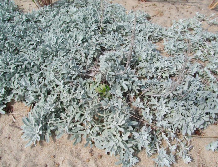 Artemisia stelleriana