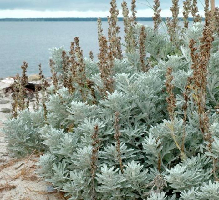 Ajenjo - foto, cuidados, especies, descripción, propagación