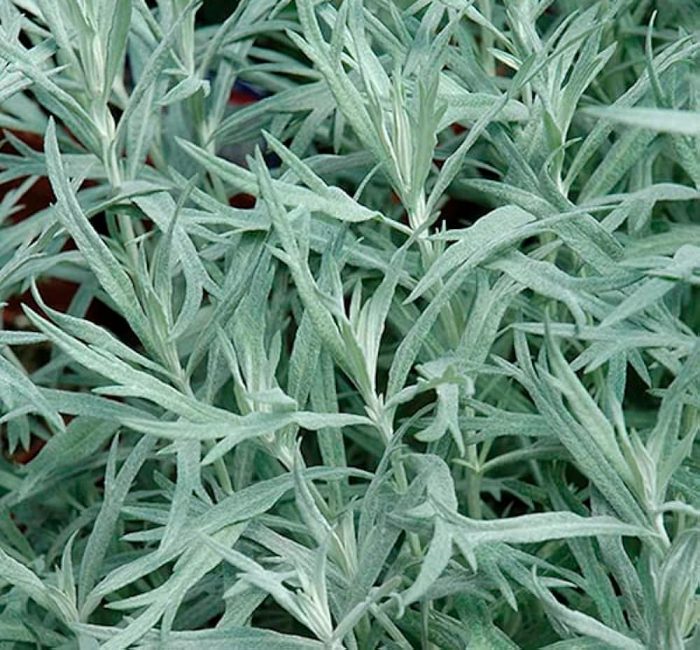 Ajenjo - foto, cuidados, especies, descripción, propagación