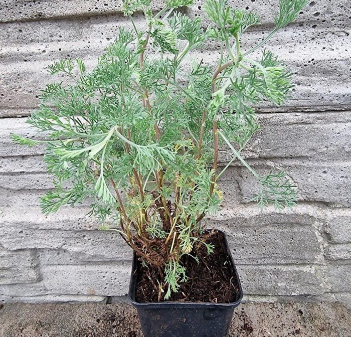 Ajenjo - foto, cuidados, especies, descripción, propagación