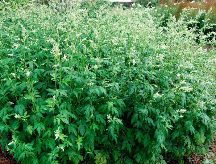 Artemisia lactiflora
