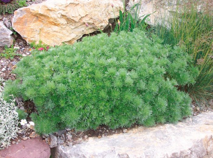 Ajenjo - foto, cuidados, especies, descripción, propagación