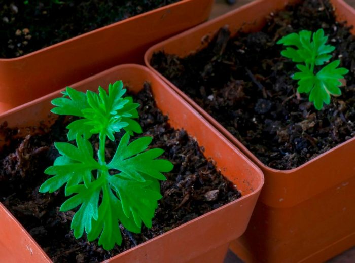 Ajenjo - foto, cuidados, especies, descripción, propagación