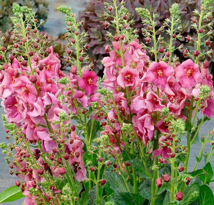 Verbascum (gordolobo) - foto, cuidados, especies, descripción, reproducción