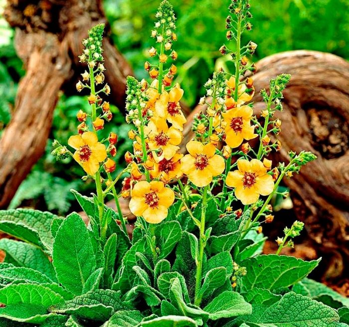Verbascum (gordolobo) - foto, cuidados, especies, descripción, reproducción