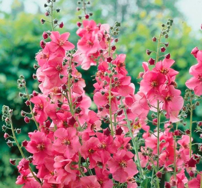 Dominó rosa