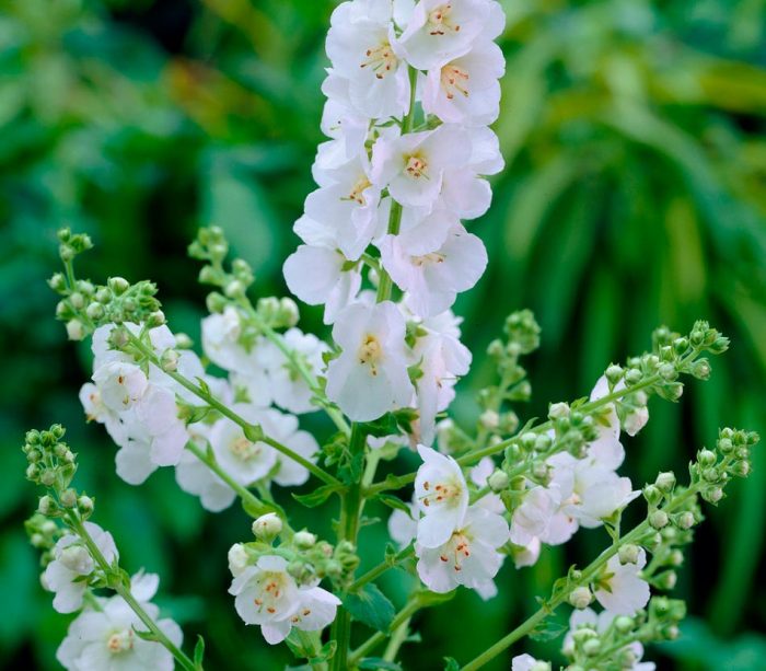 Destello de blanco