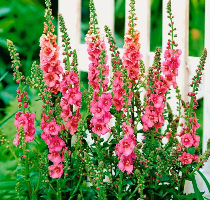 Verbascum (gordolobo) - foto, cuidados, especies, descripción, reproducción