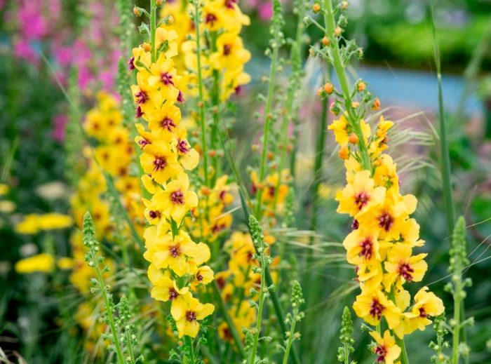 Verbascum (gordolobo) - foto, cuidados, especies, descripción, reproducción
