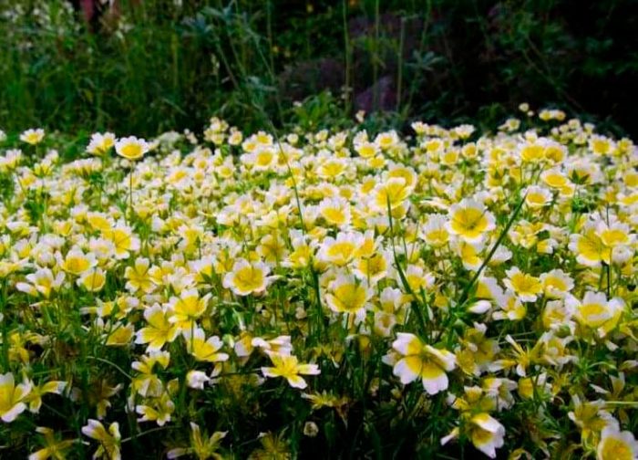 Limnanthes - foto, cuidados, especie, descripción, reproducción