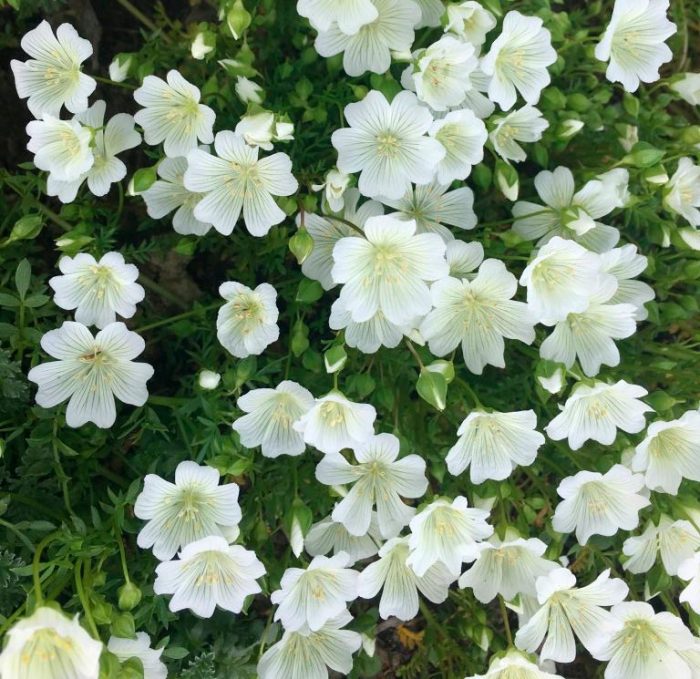 Limnanthes - foto, cuidados, especie, descripción, reproducción