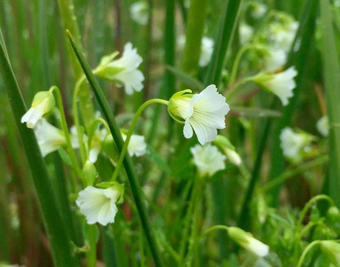Limnanthes - foto, cuidados, especie, descripción, reproducción