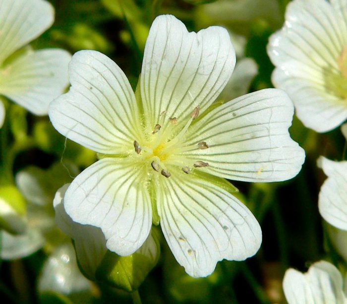 Limnanthes vinculans de pradera