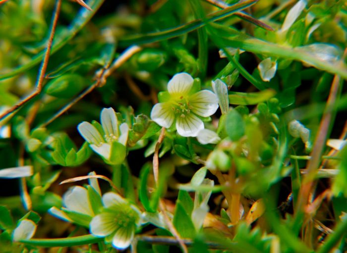 Limnanthes o Macunia Foamwort