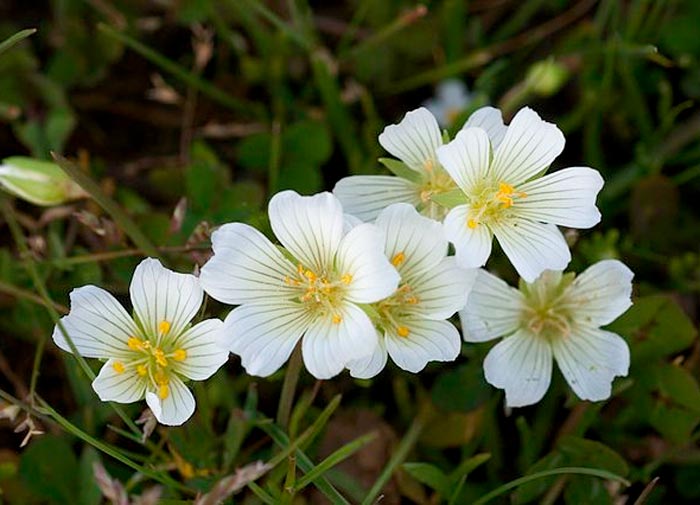 Limnanthes phloccos de pradera