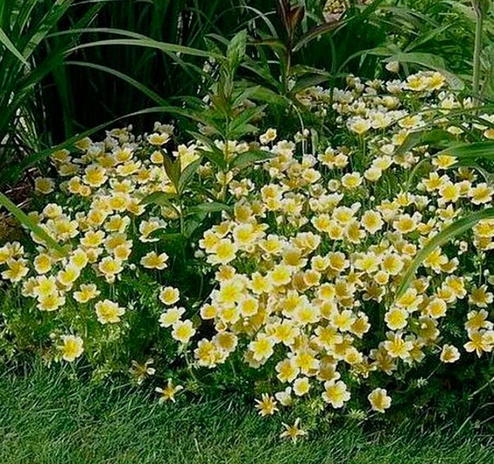 Limnanthes - foto, cuidados, especie, descripción, reproducción
