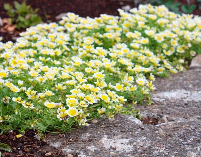 Limnanthes - foto, cuidados, especie, descripción, reproducción