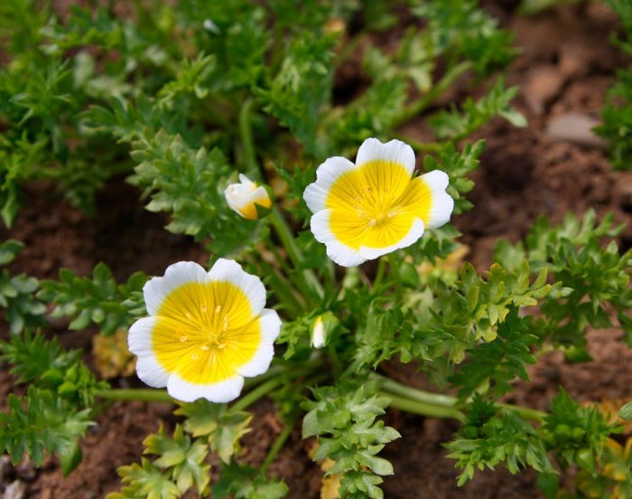 Limnanthes - foto, cuidados, especie, descripción, reproducción