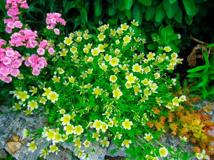 Limnanthes - foto, cuidados, especie, descripción, reproducción
