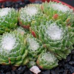 Sedum - foto, cuidados, especie, descripción, reproducción