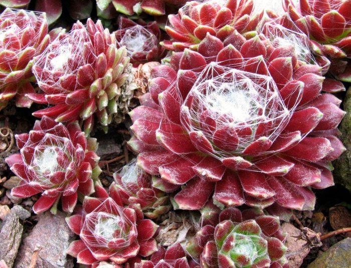 Sedum - foto, cuidados, especie, descripción, reproducción