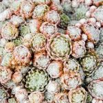 Sedum - foto, cuidados, especie, descripción, reproducción