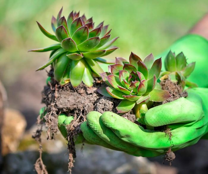Sedum - foto, cuidados, especie, descripción, reproducción