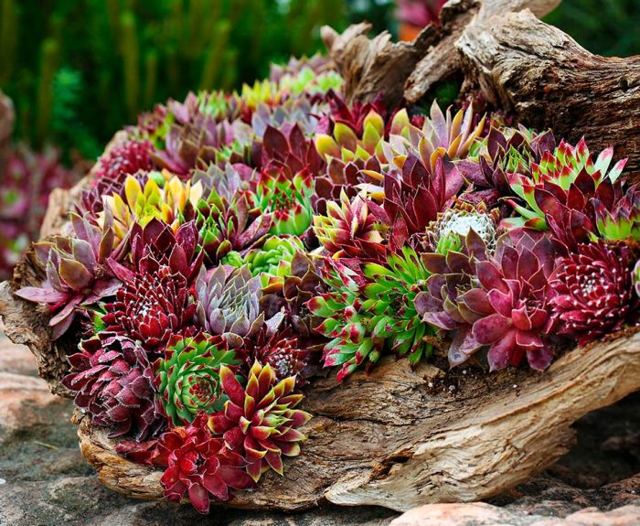 Sedum - foto, cuidados, especie, descripción, reproducción