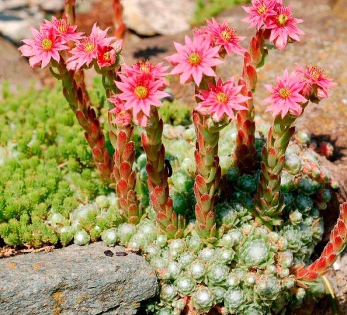 Sedum - foto, cuidados, especie, descripción, reproducción