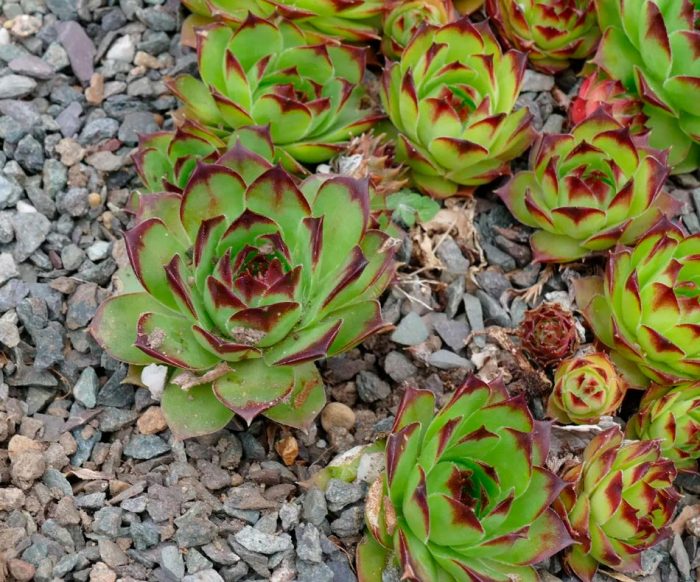 Sedum - foto, cuidados, especie, descripción, reproducción