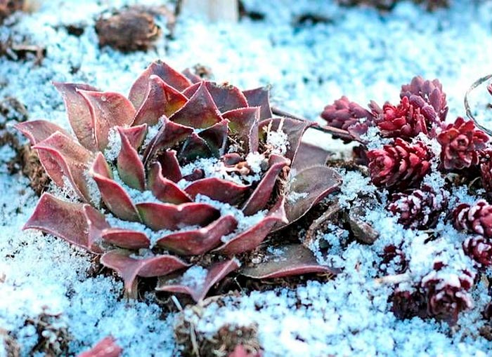 Sedum - foto, cuidados, especie, descripción, reproducción