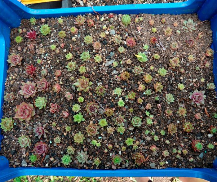 Sedum - foto, cuidados, especie, descripción, reproducción