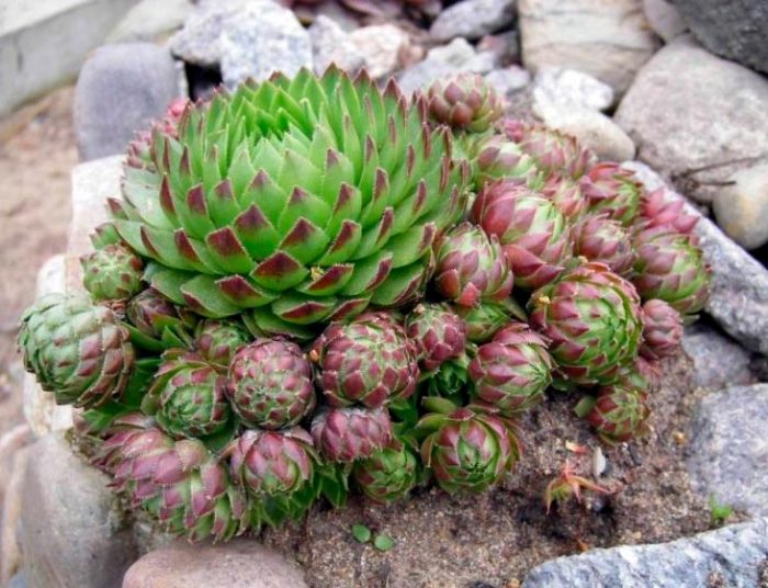 Sedum - foto, cuidados, especie, descripción, reproducción