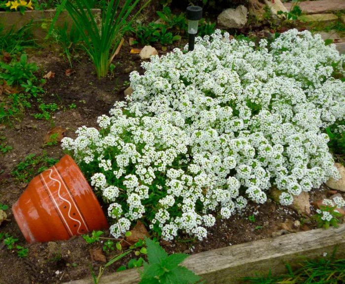 Lobularia - foto, cuidados, especie, descripción, reproducción