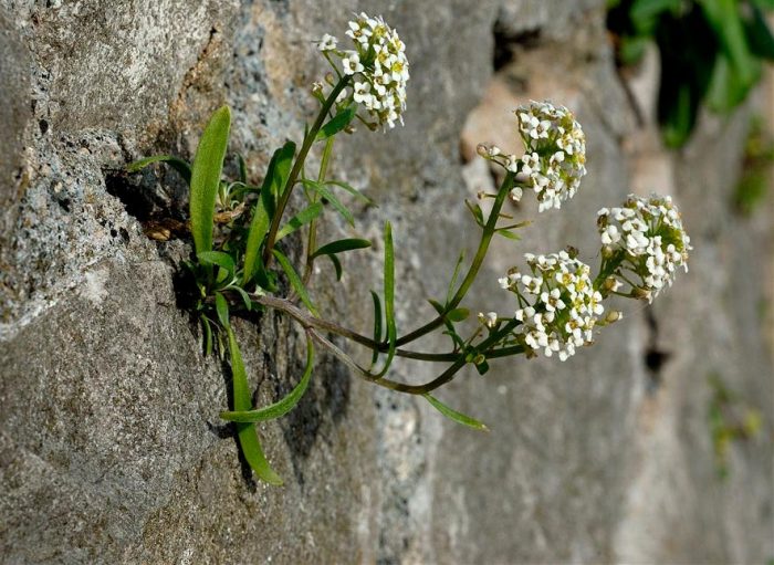 Lobularia - foto, cuidados, especie, descripción, reproducción