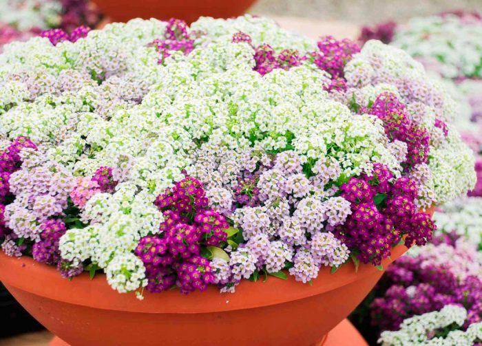 Lobularia - foto, cuidados, especie, descripción, reproducción