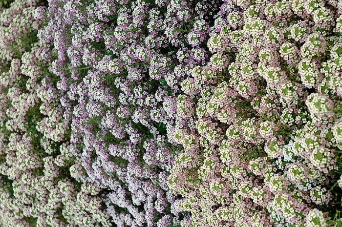 Lobularia - foto, cuidados, especie, descripción, reproducción