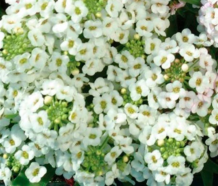 Esther Bonnet White