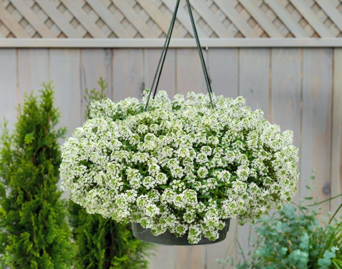Lobularia - foto, cuidados, especie, descripción, reproducción