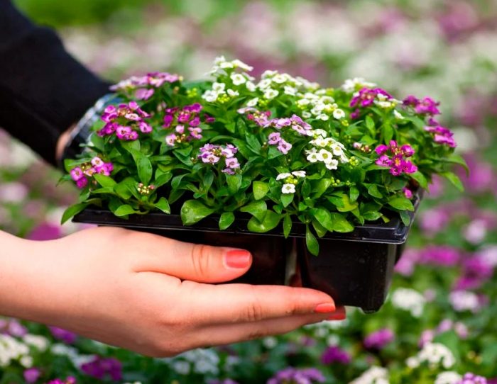 Lobularia - foto, cuidados, especie, descripción, reproducción