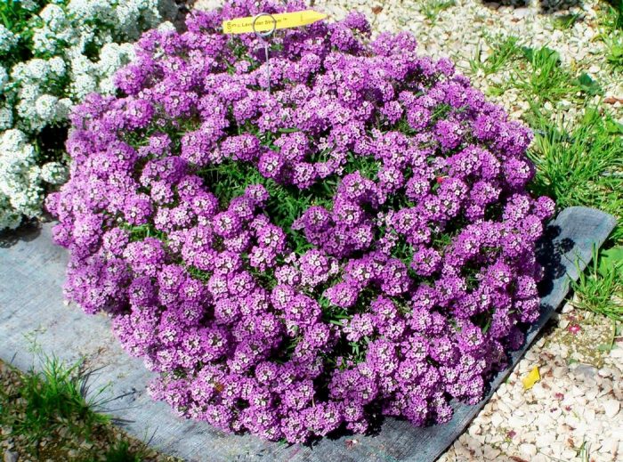 Lobularia - foto, cuidados, especie, descripción, reproducción