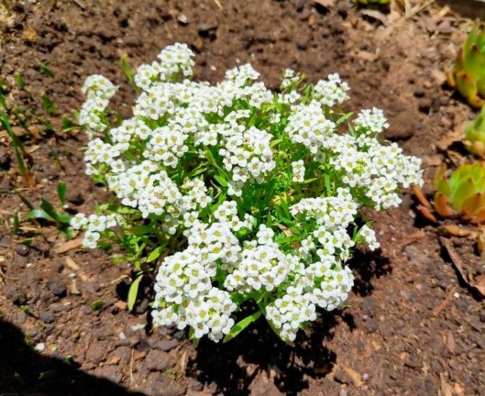 Lobularia - foto, cuidados, especie, descripción, reproducción