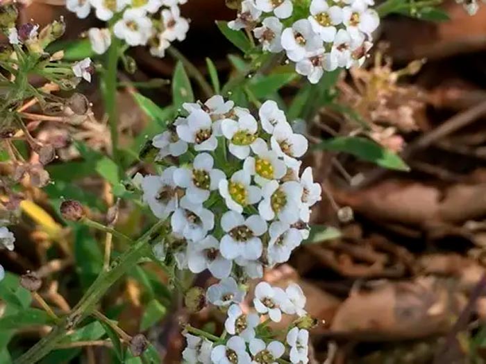 Lobularia - foto, cuidados, especie, descripción, reproducción