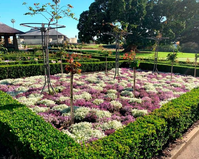 Lobularia - foto, cuidados, especie, descripción, reproducción