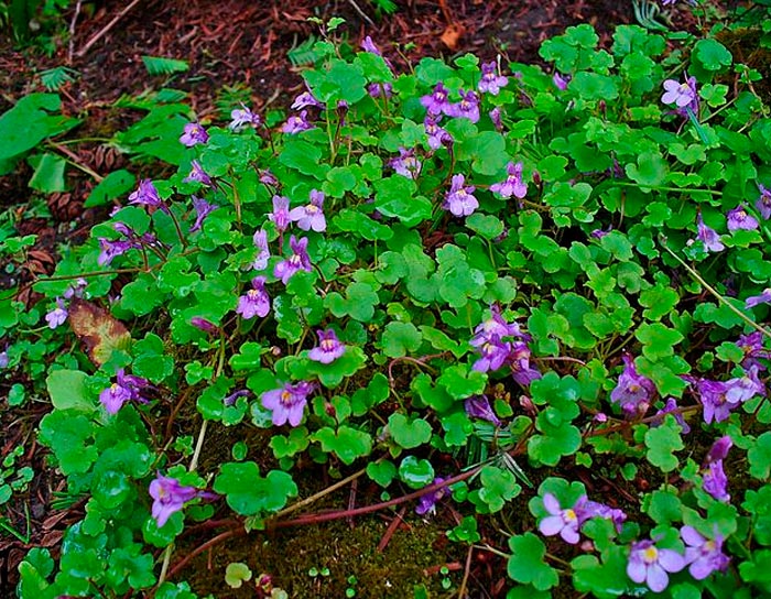 Cymbalaria wallaria